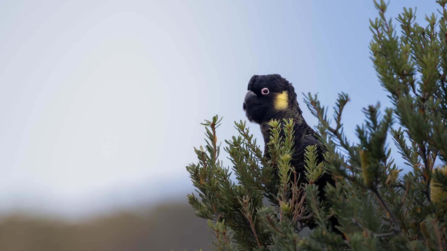 Yellow-tail Black Cockatoo