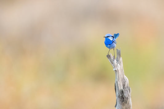 Splendid Fairywren
