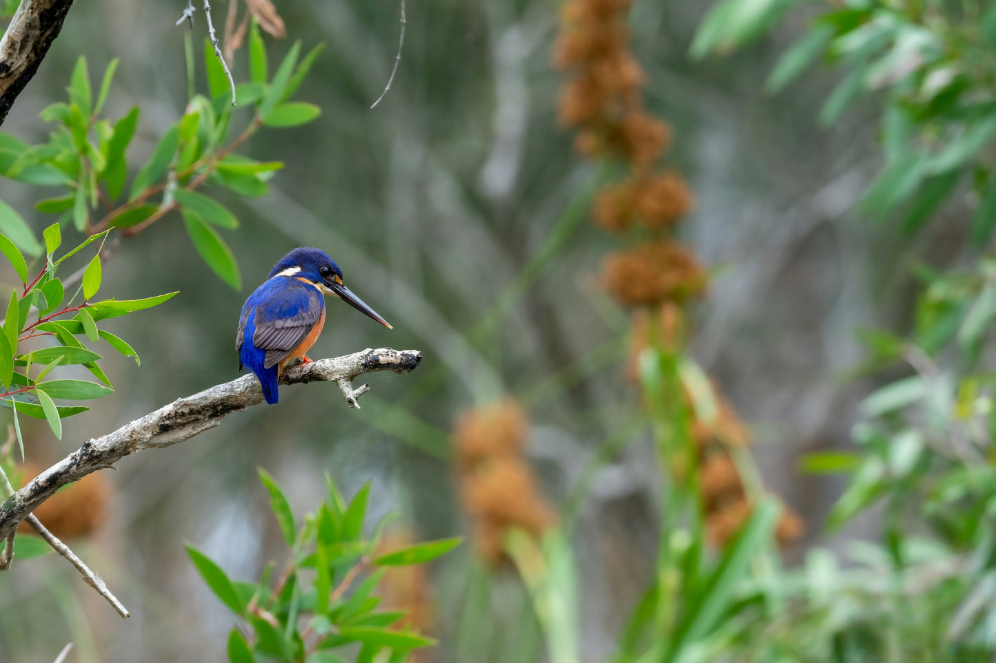 Azure Kingfisher