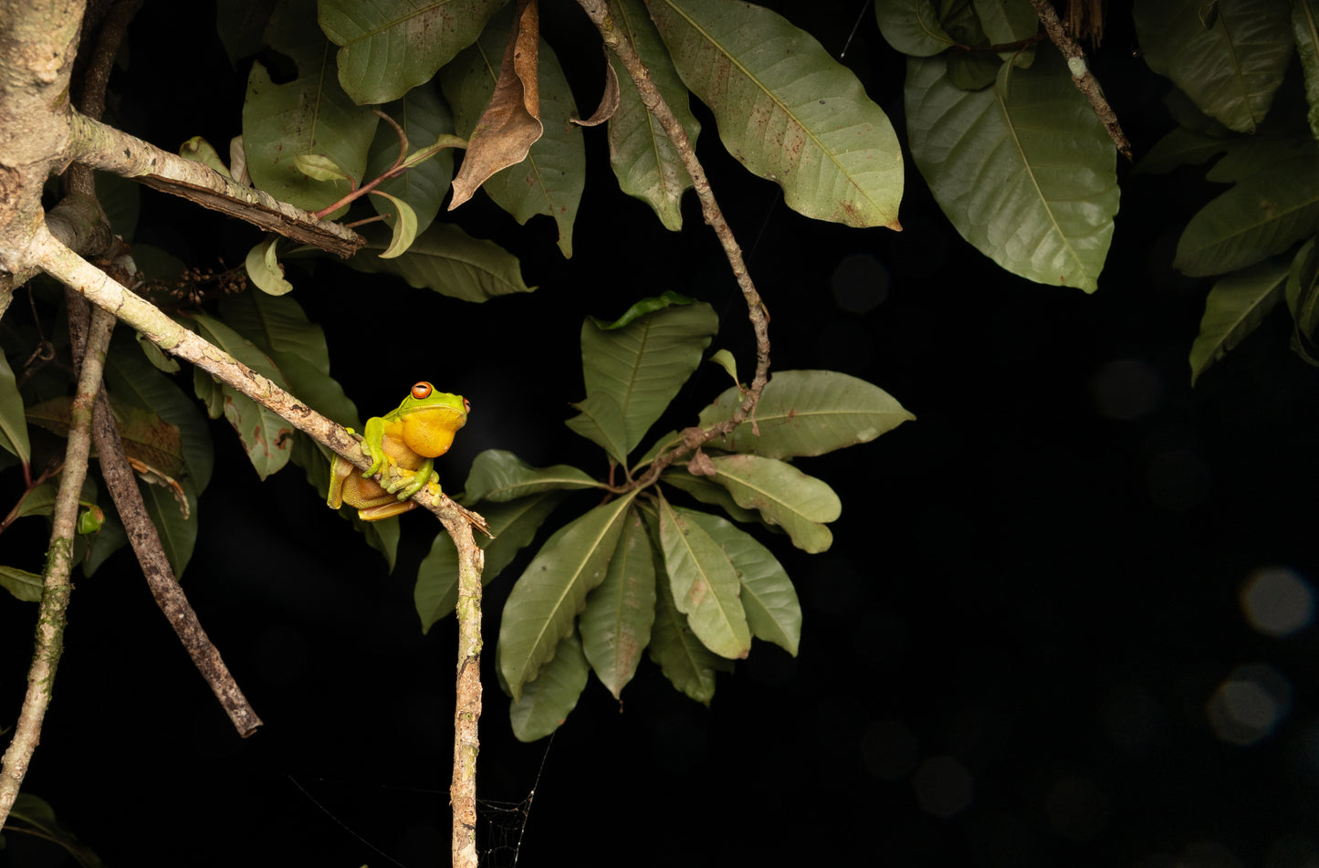 Red-eyed Tree Frog