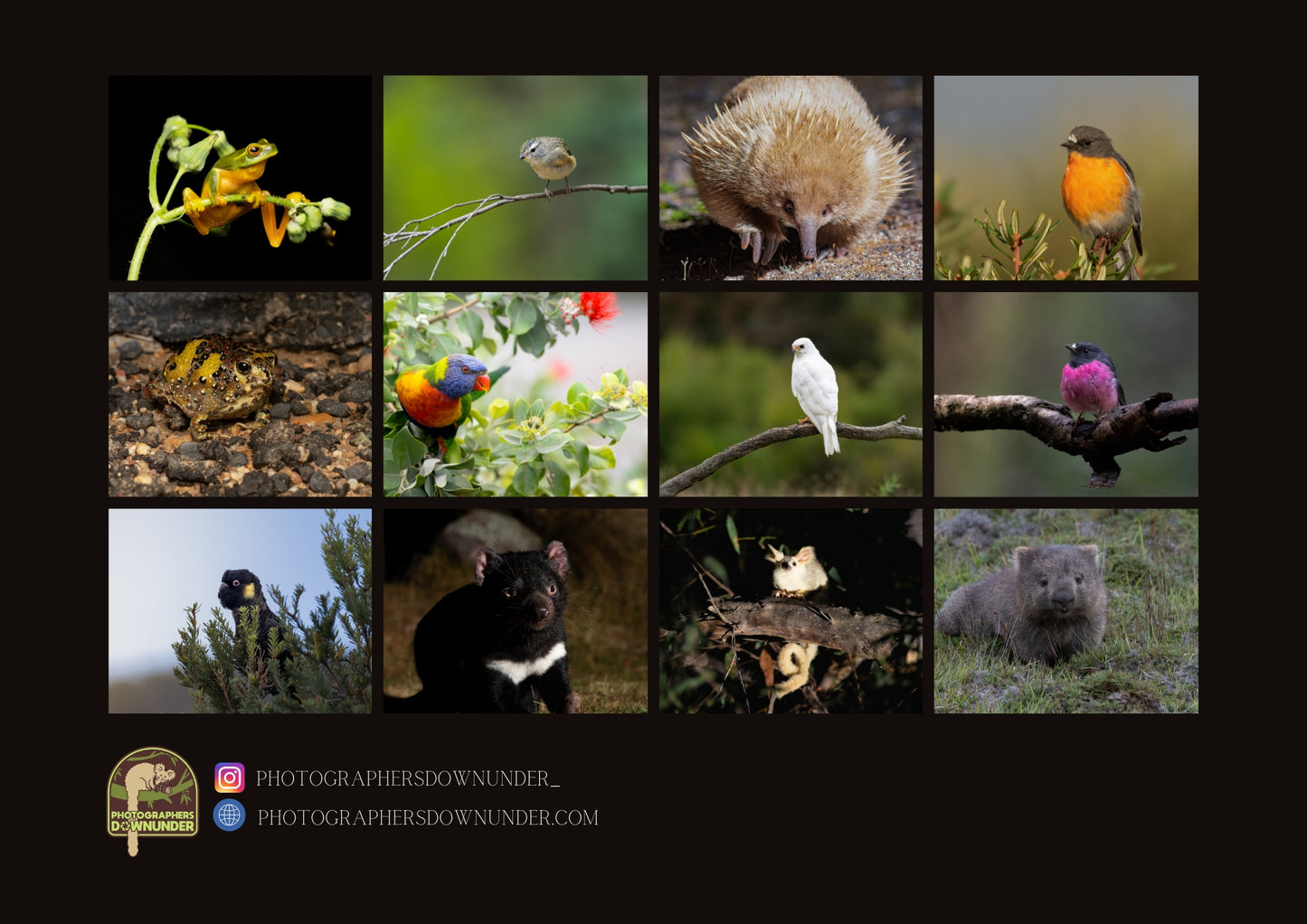 Wildlife of Australia Calendar 2024 "Shipping Now"