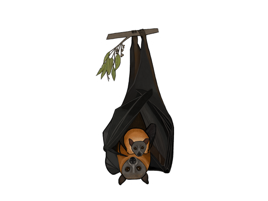 Grey Headed Flying Fox & Pup