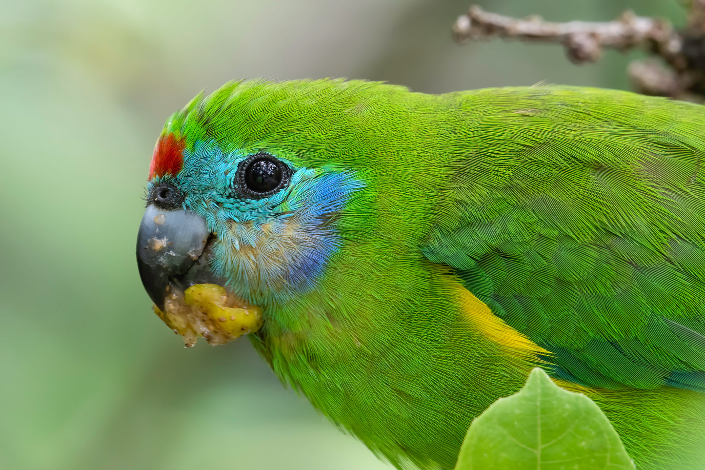 Double-eyed Fig Parrot