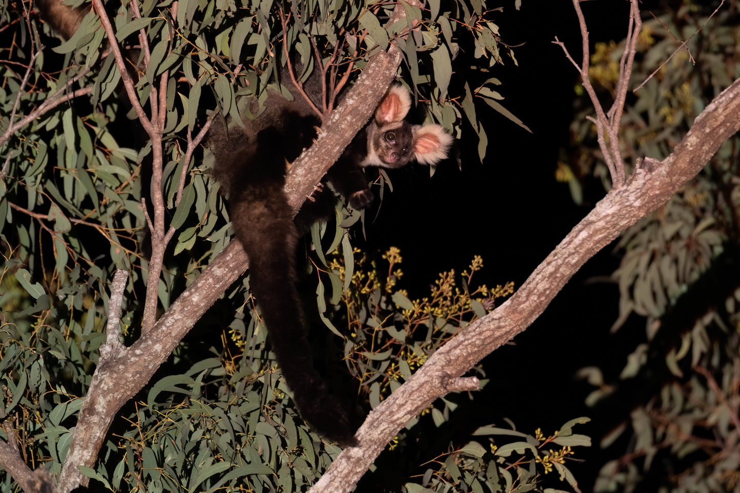 Greater Glider