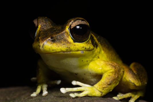 Stony-creek Frog