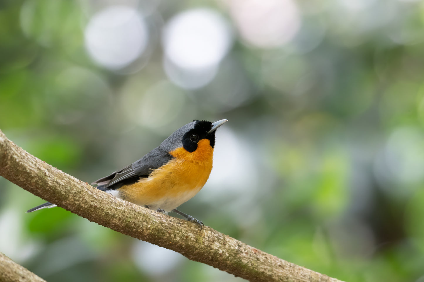 Spectacled Monarch