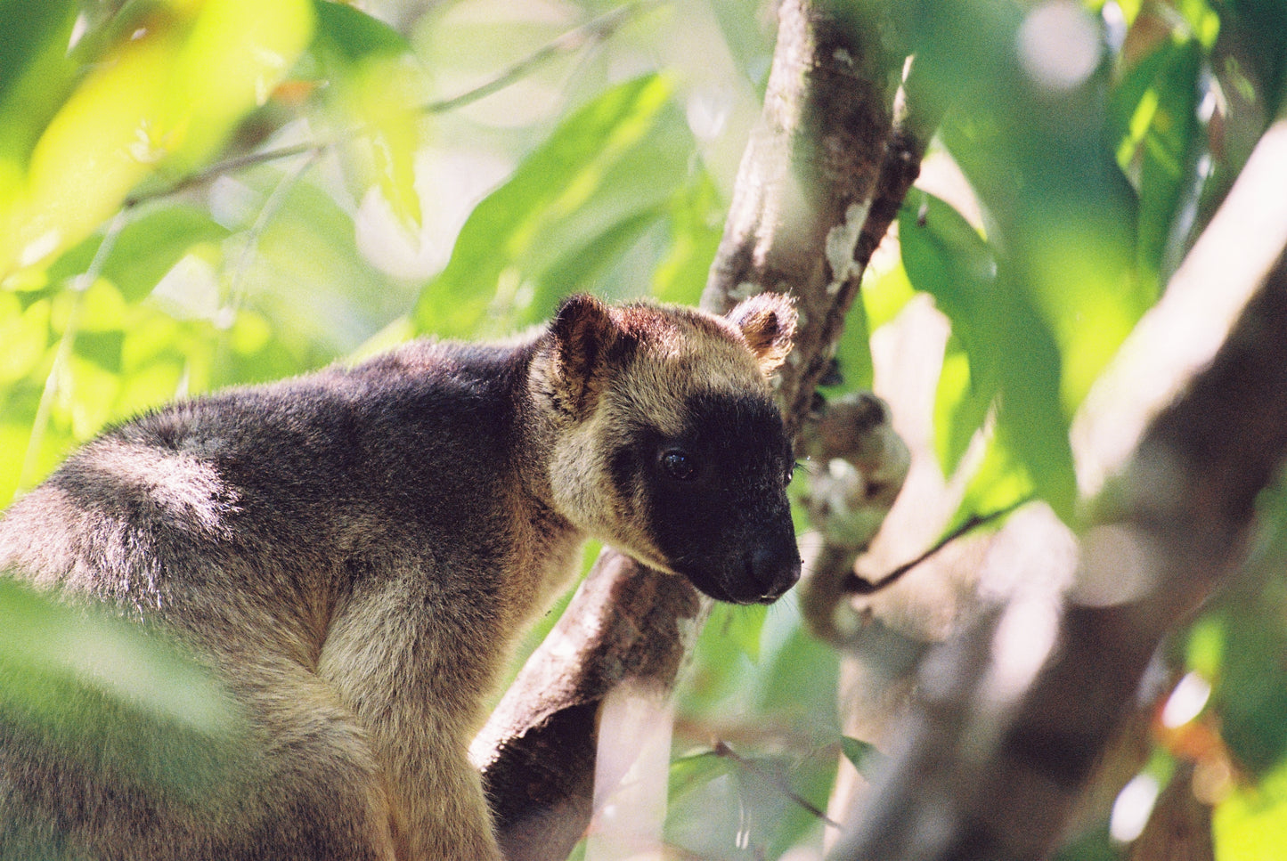 Lumholtz Tree Kangaroo