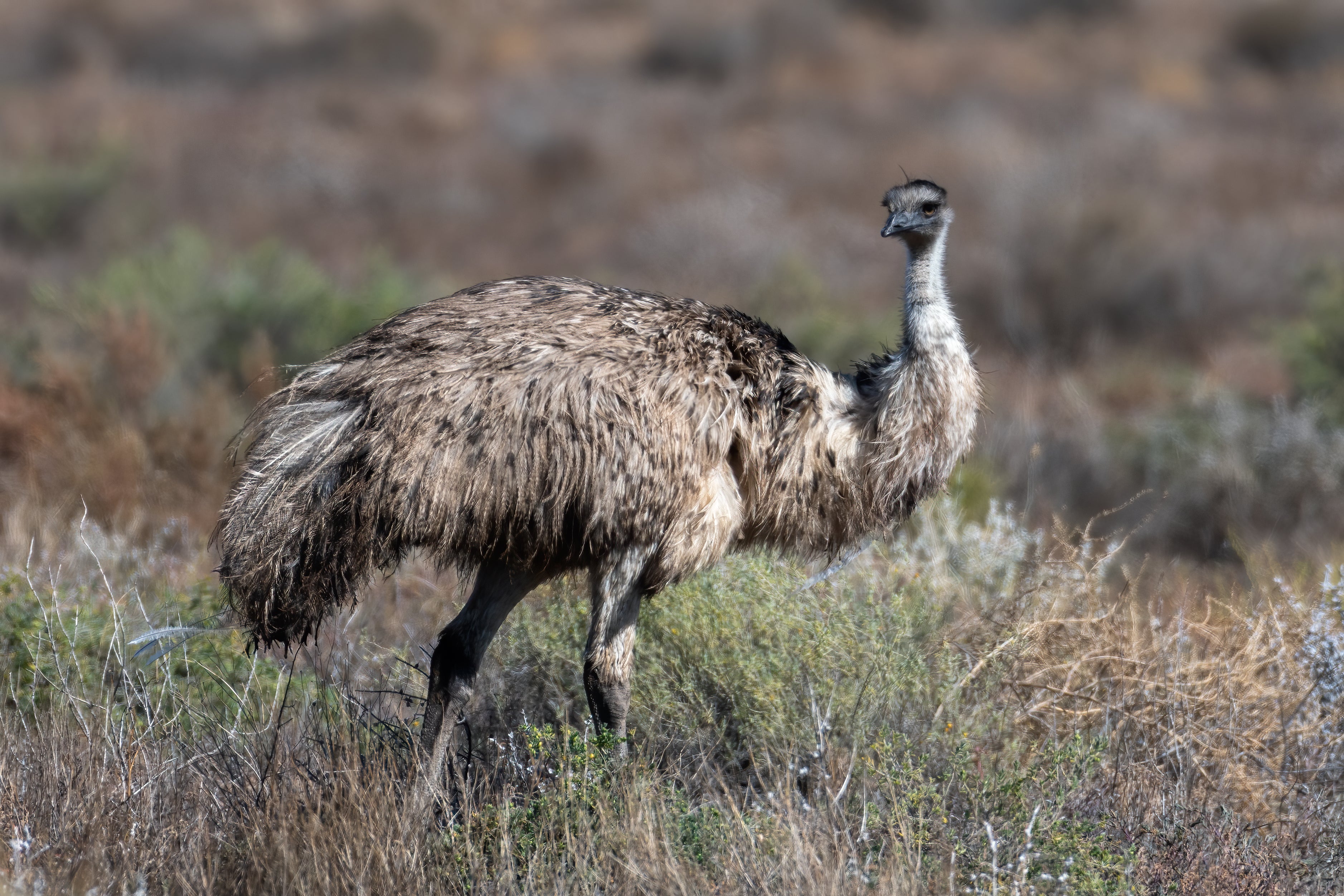 Emu Photographers Downunder