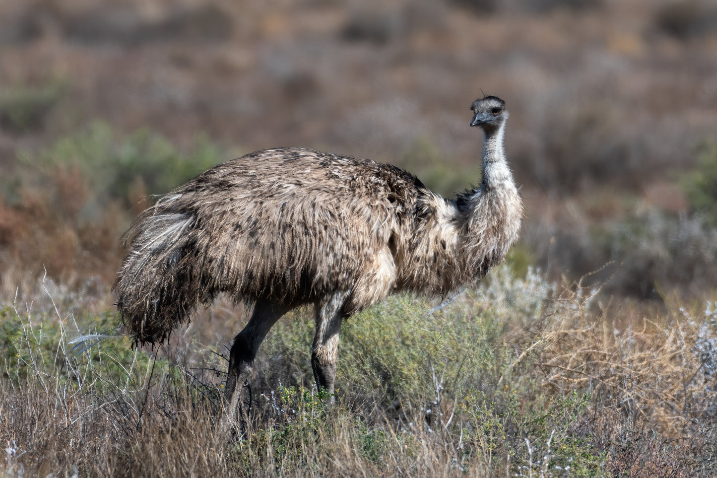 Emu