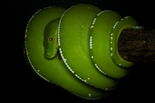 Green Tree Python