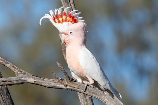 Pink Cockatoo