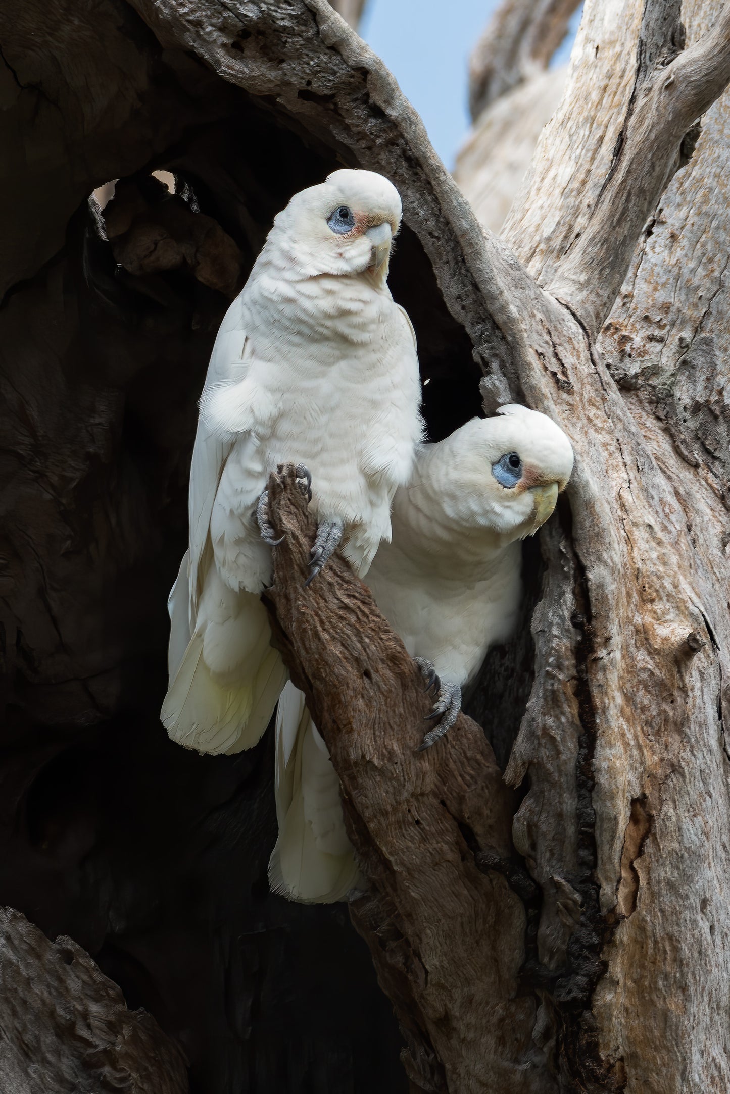 Little Corella's
