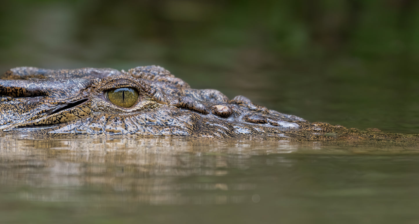 Saltwater Crocodile