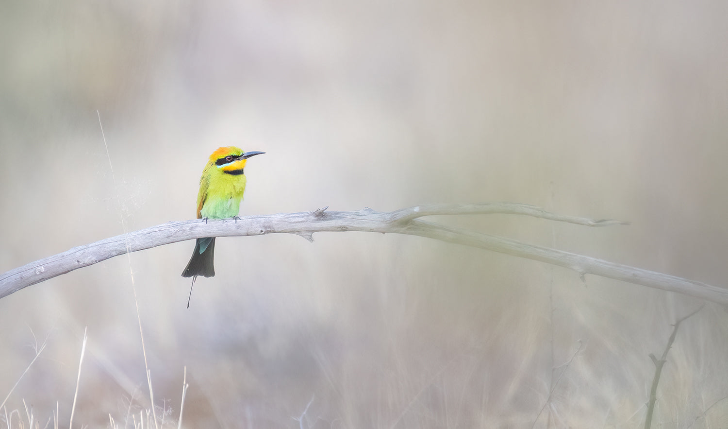 Australian Wildlife Fine Art Prints