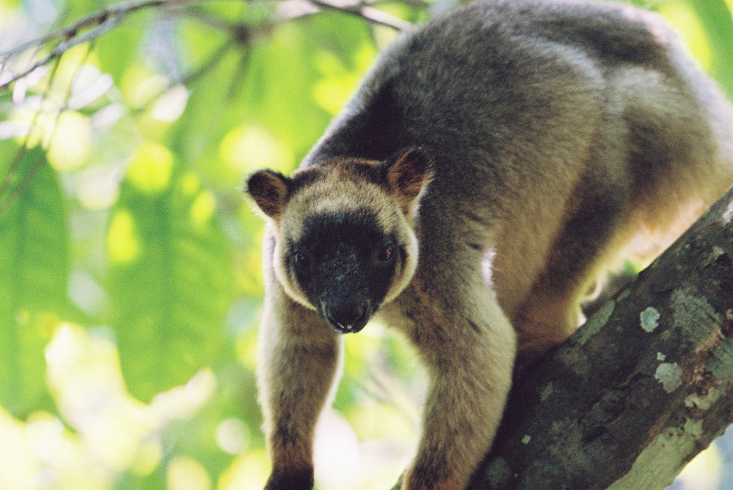 Lumholtz Tree Kangaroo