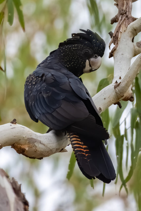 Red-Tailed Black-Cockatoo