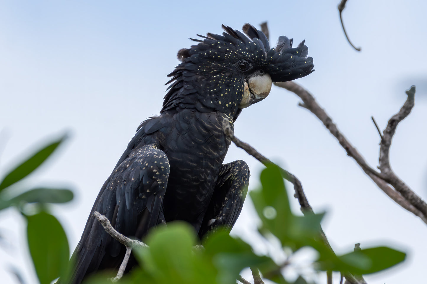 Red-Tailed Black-Cockatoo