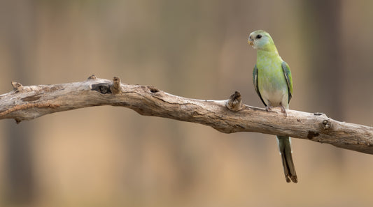 Golden-shouldered Parrot Female
