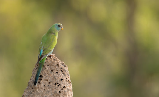 Golden-shouldered Parrot Female