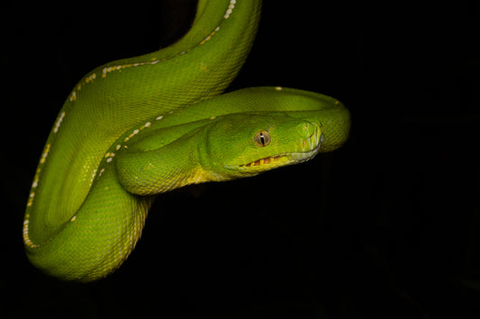 Green Tree Python in Ambush
