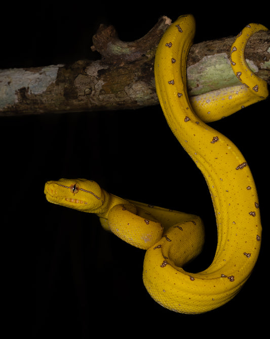 Green Tree Python Juvenile in Ambush