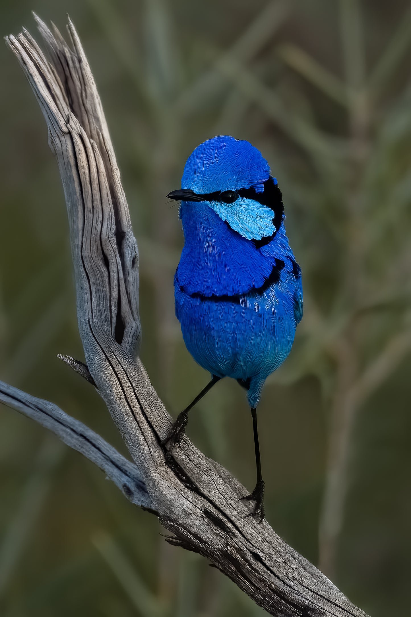 Splendid Fairywren