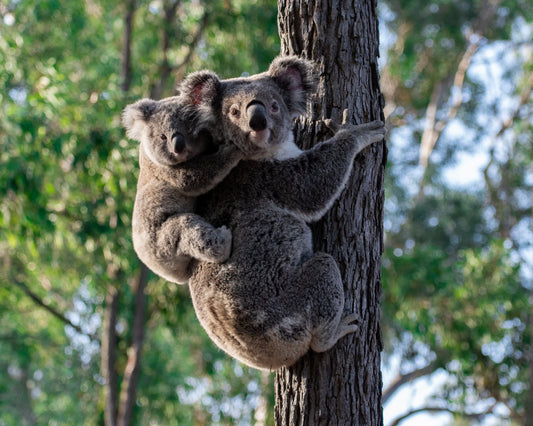 Mum and Bub Koala