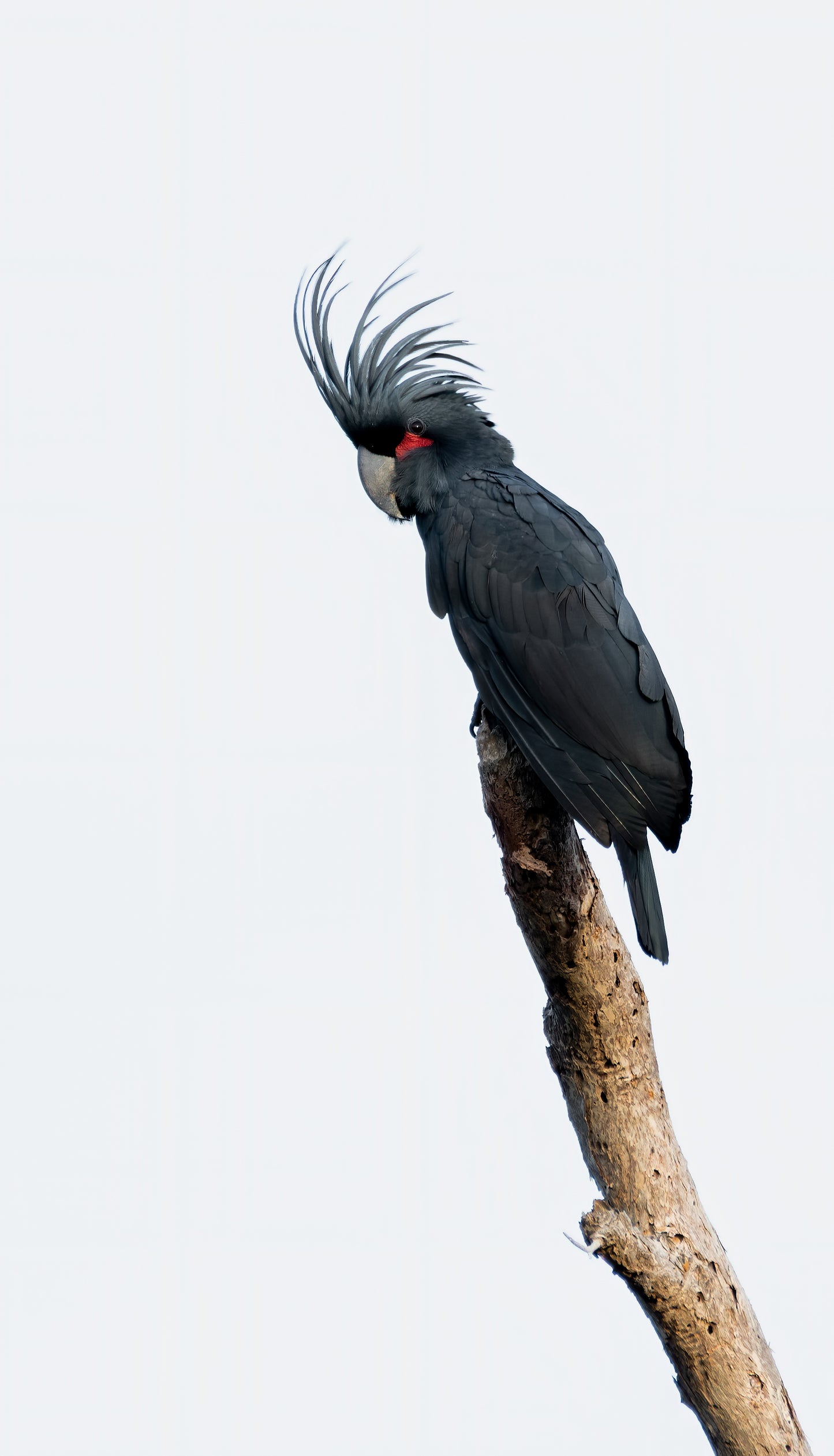 Palm Cockatoo