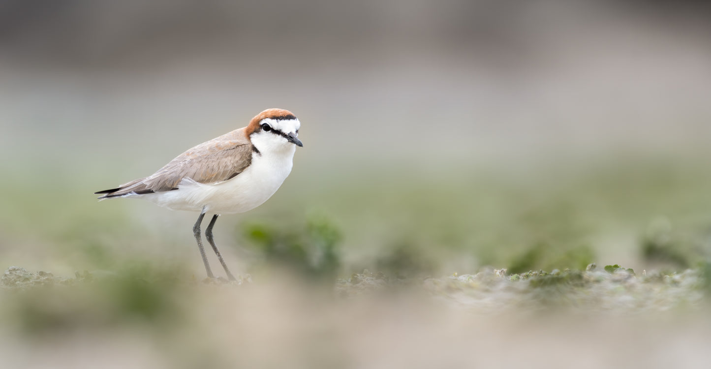 Red-capped Plover