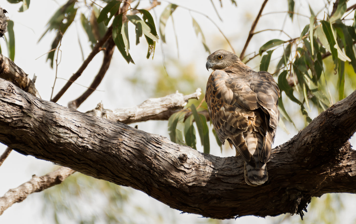 Red Goshawk